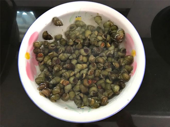 螺蛳是如何进食的_螺蛳怎么生活_螺蛳的生活技巧