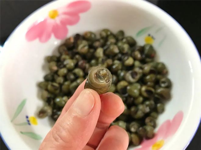 螺蛳怎么生活_螺蛳是如何进食的_螺蛳的生活技巧