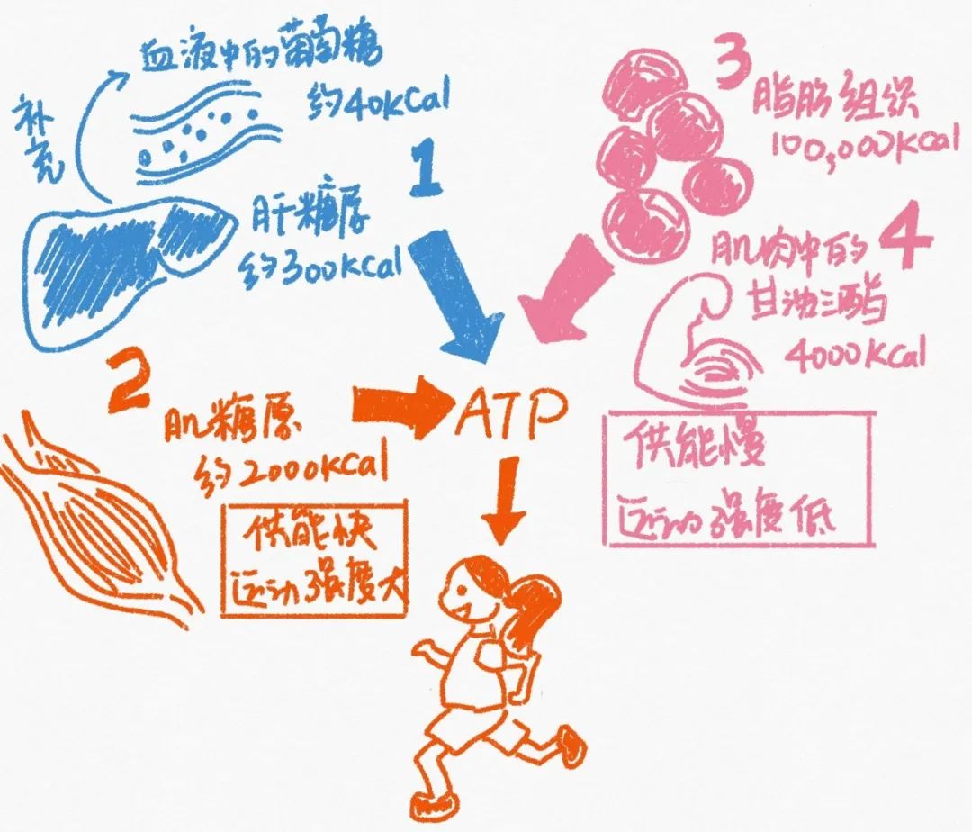 运动氧气_有氧运动超过一个小时_运动后过量氧耗