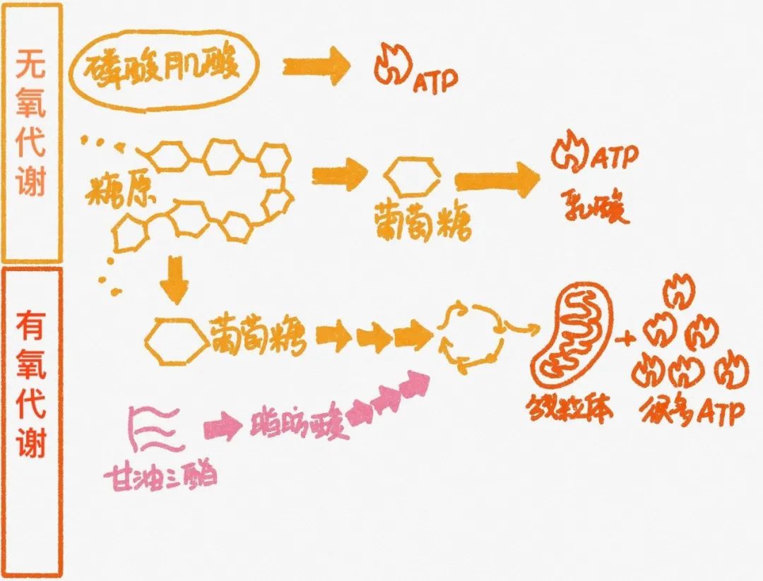 有氧运动超过一个小时_运动氧气_运动后过量氧耗